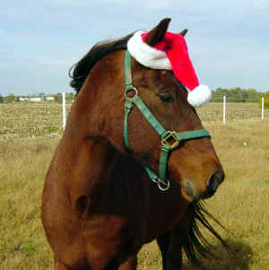 Field_Pictures___Horses_Oct[1]._2005_088.jpg (821758 bytes)