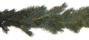 Garland-ScotchPine.jpg (94168 bytes)