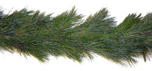 Garland-WhitePine.jpg (110362 bytes)
